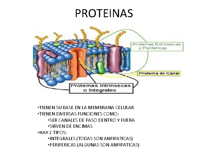 PROTEINAS • TIENEN SU BASE EN LA MEMBRANA CELULAR • TIENEN DIVERSAS FUNCIONES COMO: