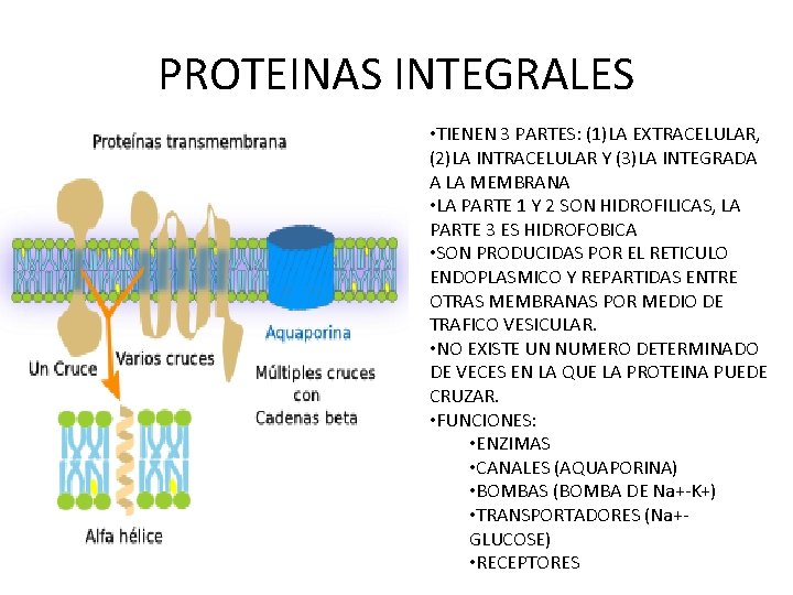 PROTEINAS INTEGRALES • TIENEN 3 PARTES: (1)LA EXTRACELULAR, (2)LA INTRACELULAR Y (3)LA INTEGRADA A