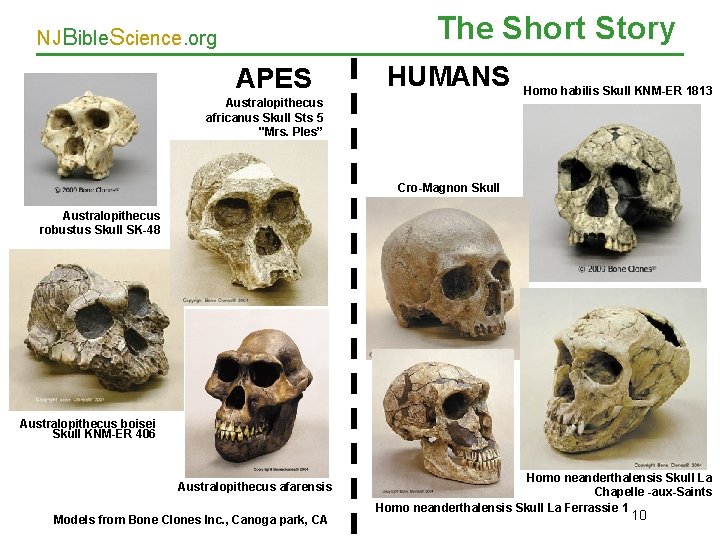 The Short Story NJBible. Science. org APES HUMANS Australopithecus africanus Skull Sts 5 "Mrs.