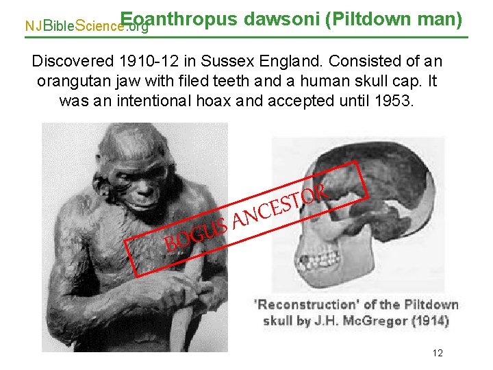 Eoanthropus NJBible. Science. org dawsoni (Piltdown man) Discovered 1910 -12 in Sussex England. Consisted