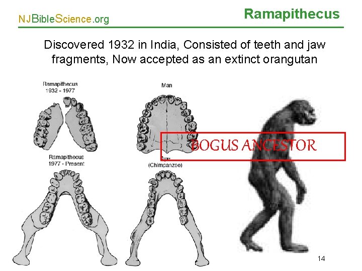 NJBible. Science. org Ramapithecus Discovered 1932 in India, Consisted of teeth and jaw fragments,