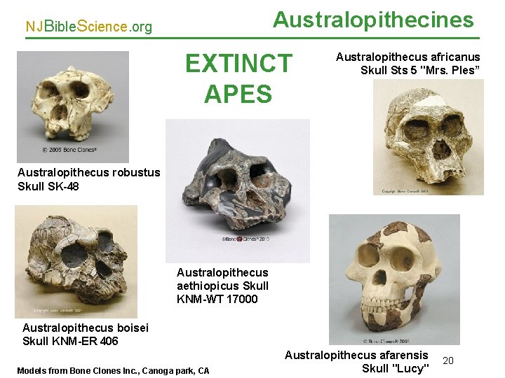 Australopithecines NJBible. Science. org EXTINCT APES Australopithecus africanus Skull Sts 5 "Mrs. Ples” Australopithecus