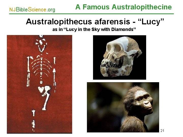 NJBible. Science. org A Famous Australopithecine Australopithecus afarensis - “Lucy” as in “Lucy in