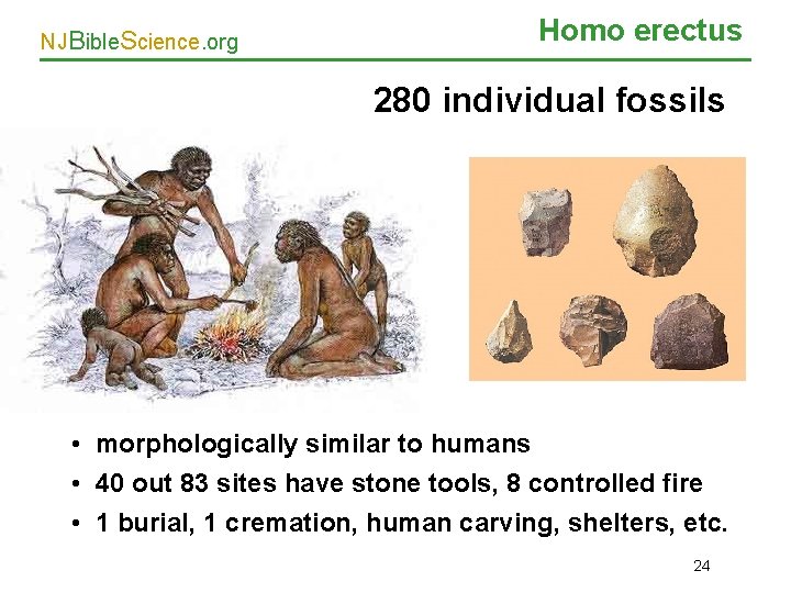 NJBible. Science. org Homo erectus 280 individual fossils • morphologically similar to humans •