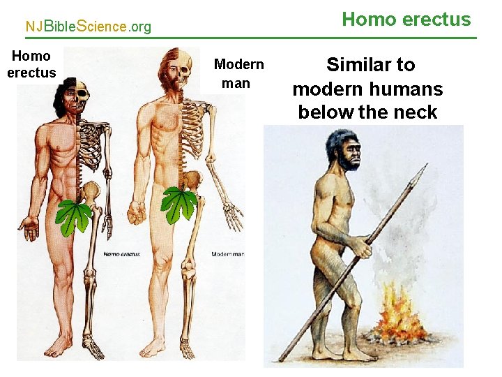 Homo erectus NJBible. Science. org Homo erectus Modern man Similar to modern humans below
