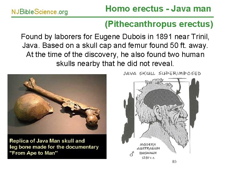 NJBible. Science. org Homo erectus - Java man (Pithecanthropus erectus) Found by laborers for