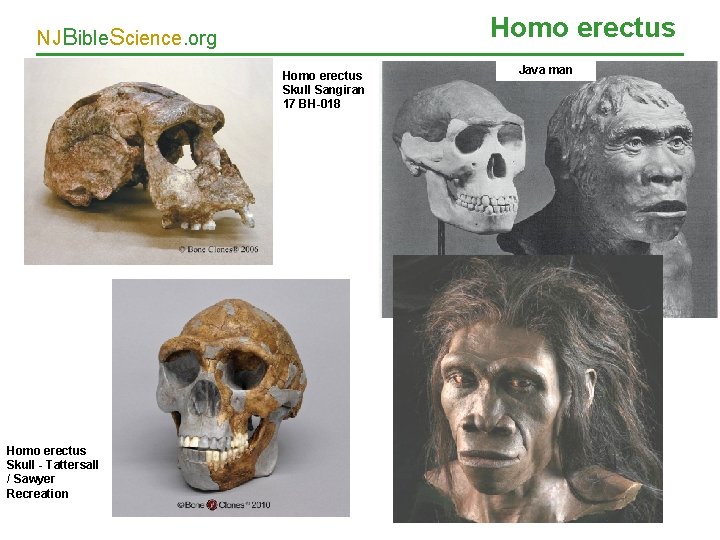 Homo erectus NJBible. Science. org Homo erectus Skull Sangiran 17 BH-018 Java man Homo