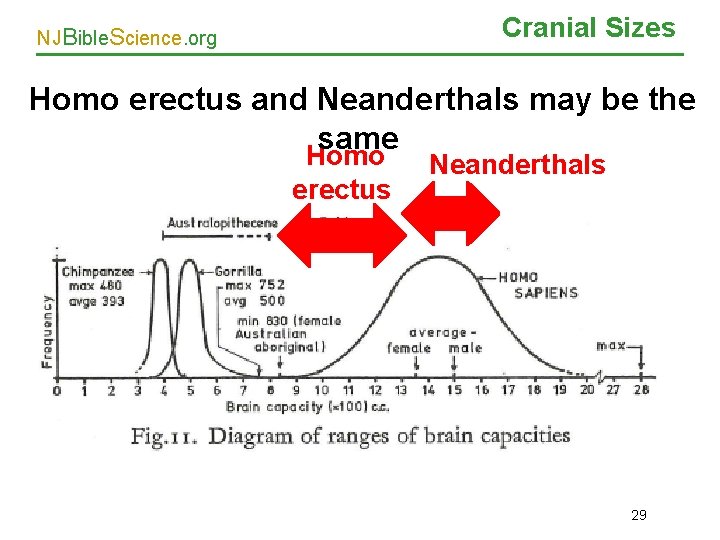 Cranial Sizes NJBible. Science. org Homo erectus and Neanderthals may be the same Homo