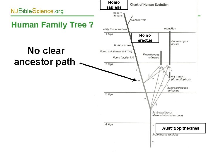 NJBible. Science. org Homo sapiens Human Family Tree ? Homo erectus No clear ancestor