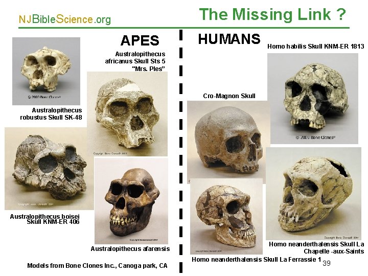 The Missing Link ? NJBible. Science. org APES HUMANS Homo habilis Skull KNM-ER 1813