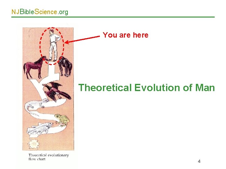 NJBible. Science. org You are here Theoretical Evolution of Man 4 