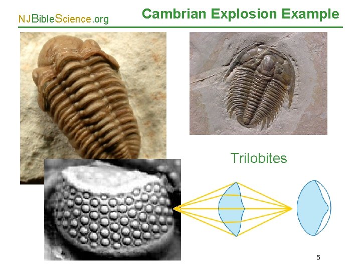 NJBible. Science. org Cambrian Explosion Example Trilobites 5 