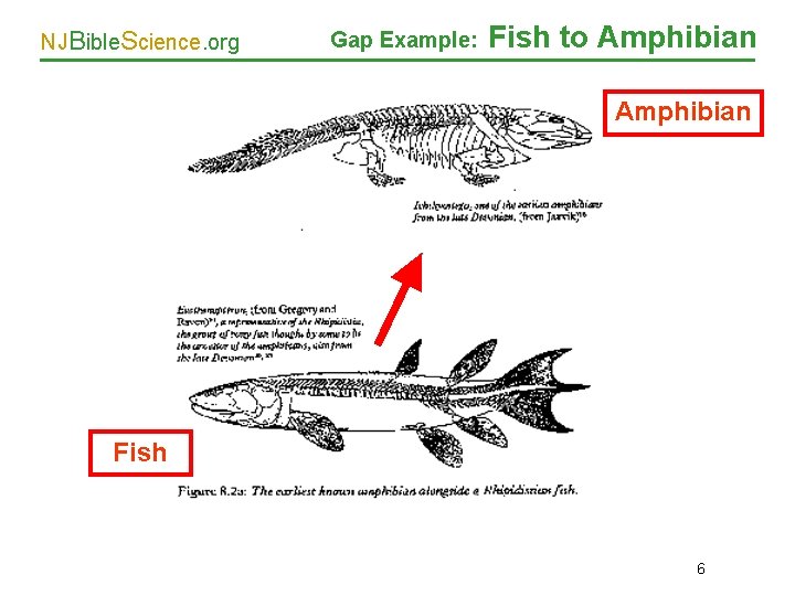 NJBible. Science. org Gap Example: Fish to Amphibian Fish 6 