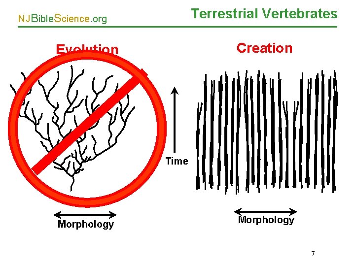 Terrestrial Vertebrates NJBible. Science. org Creation Evolution Time Morphology 7 