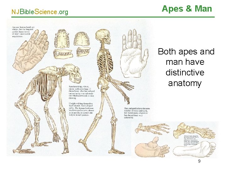NJBible. Science. org Apes & Man Both apes and man have distinctive anatomy 9