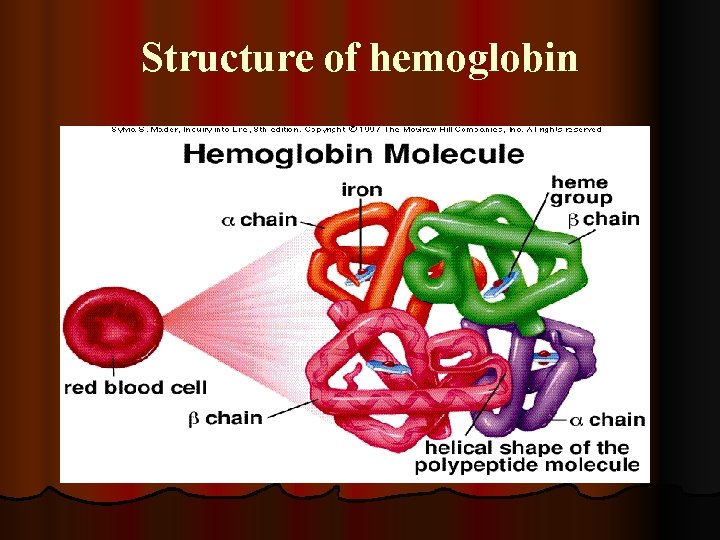 Structure of hemoglobin 