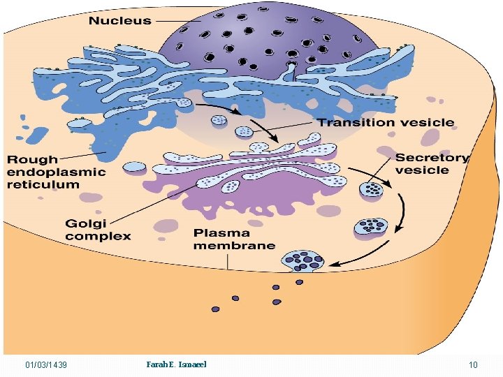 01/03/1439 Farah E. Ismaeel 10 