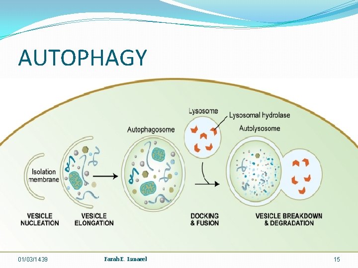 AUTOPHAGY 01/03/1439 Farah E. Ismaeel 15 