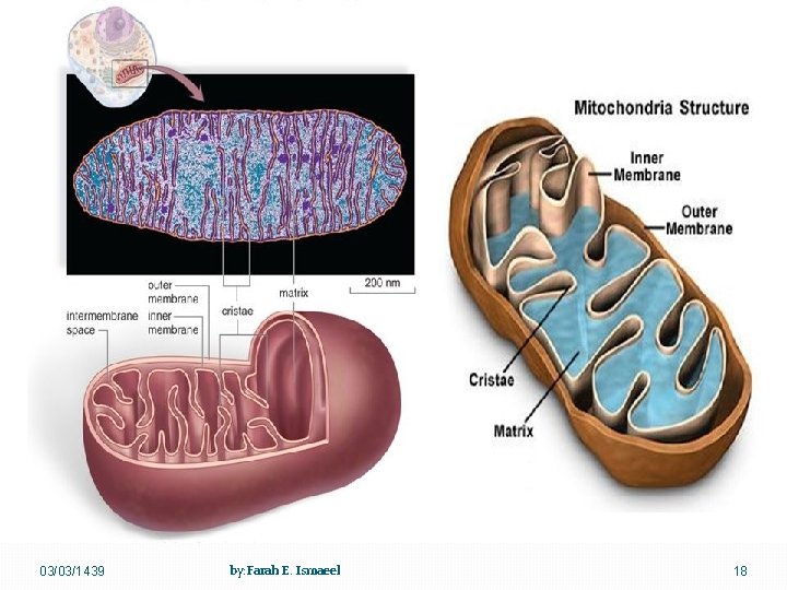 03/03/1439 by: Farah E. Ismaeel 18 