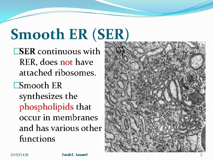 Smooth ER (SER) �SER continuous with RER, does not have attached ribosomes. �Smooth ER