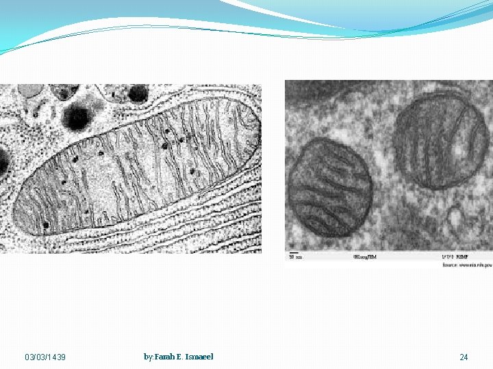 03/03/1439 by: Farah E. Ismaeel 24 