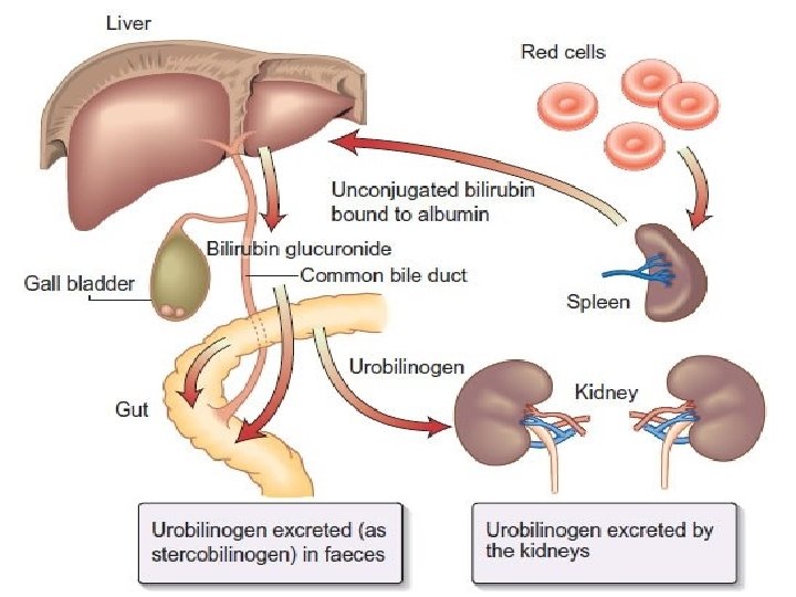 03/03/1439 by: Farah E. Ismaeel 5 