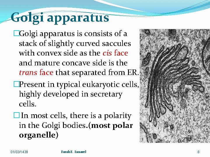 Golgi apparatus �Golgi apparatus is consists of a stack of slightly curved saccules with