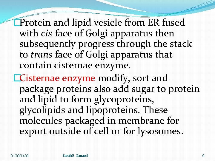 �Protein and lipid vesicle from ER fused with cis face of Golgi apparatus then