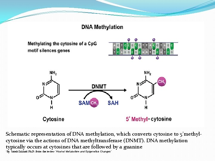 Schematic representation of DNA methylation, which converts cytosine to 5’methylcytosine via the actions of