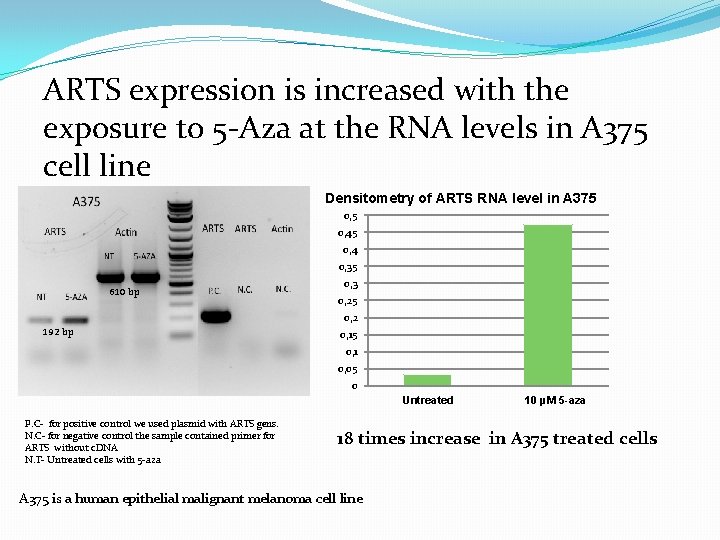 ARTS expression is increased with the exposure to 5 -Aza at the RNA levels