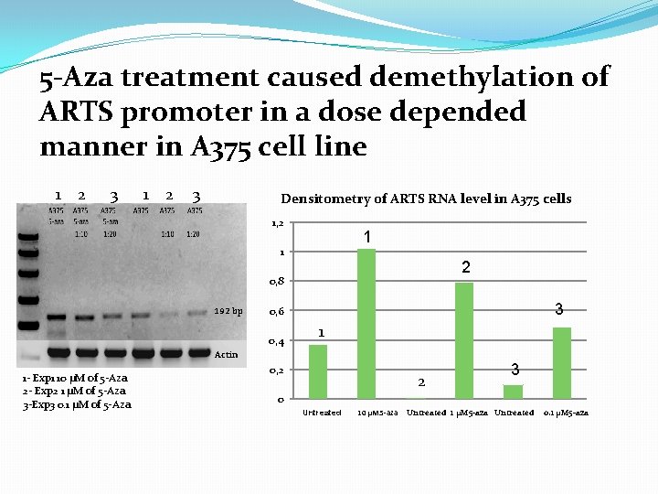 5 -Aza treatment caused demethylation of ARTS promoter in a dose depended manner in