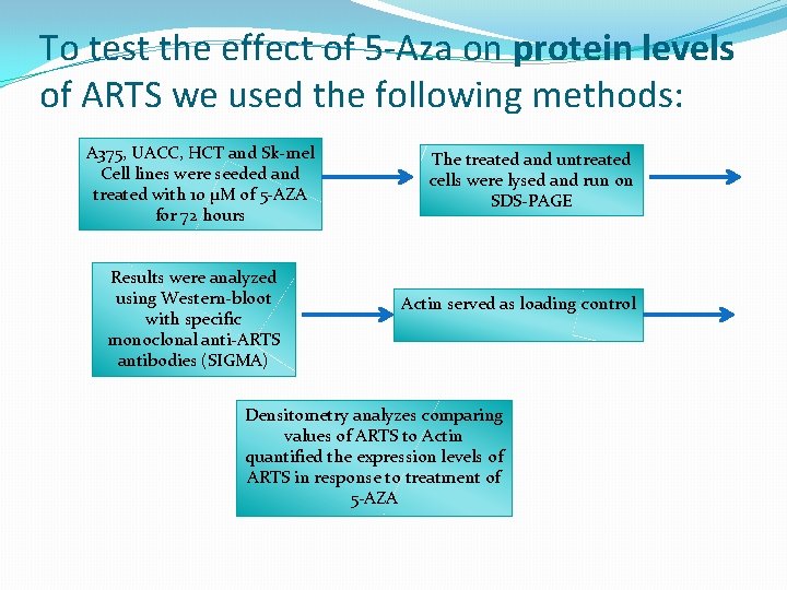 To test the effect of 5 -Aza on protein levels of ARTS we used