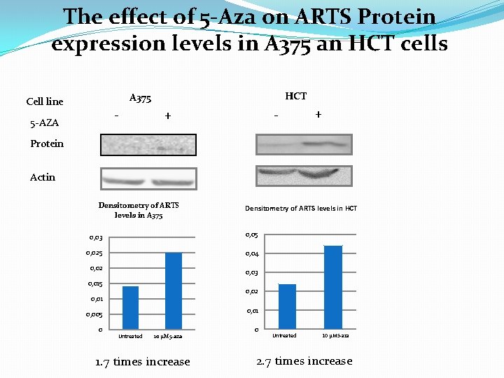 The effect of 5 -Aza on ARTS Protein expression levels in A 375 an