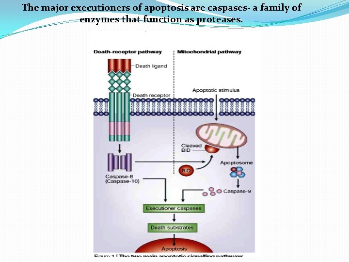 The major executioners of apoptosis are caspases- a family of enzymes that function as