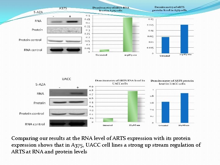 Comparing our results at the RNA level of ARTS expression with its protein expression