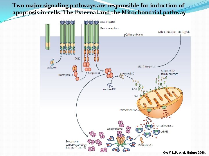 Two major signaling pathways are responsible for induction of apoptosis in cells: The External