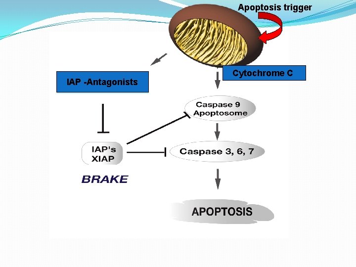 Apoptosis trigger IAP -Antagonists Cytochrome C 