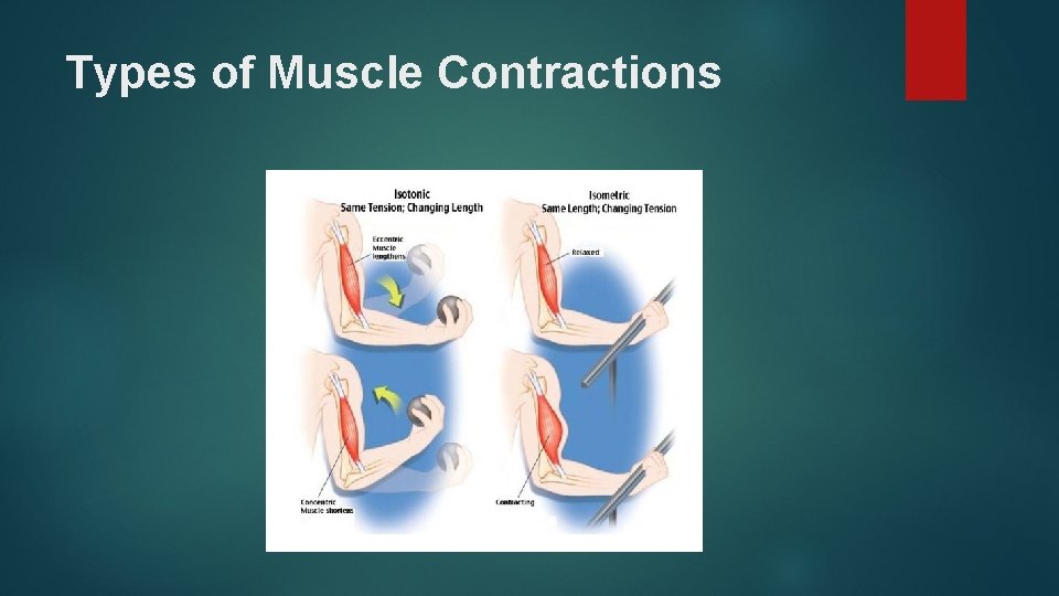 Types of Muscle Contractions 