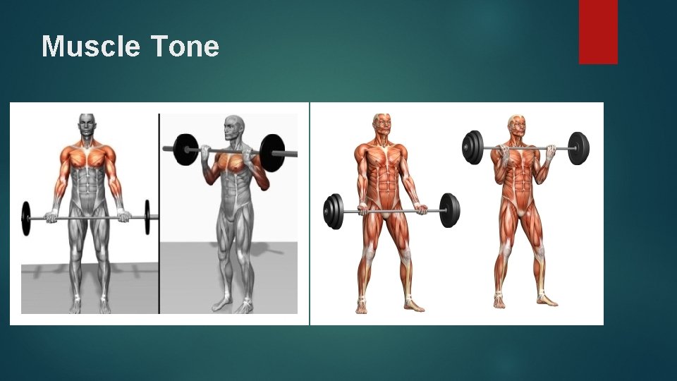 Muscle Tone 