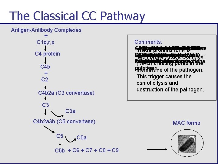The Classical CC Pathway Antigen-Antibody Complexes + C 1 q, r, s C 4
