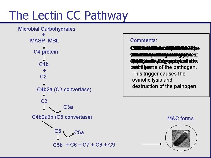 The Lectin CC Pathway Microbial Carbohydrates + MASP, MBL C 4 protein C 4