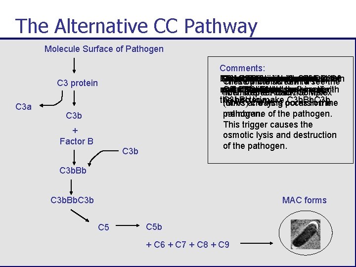 The Alternative CC Pathway Molecule Surface of Pathogen Comments: The C 3 Factor C
