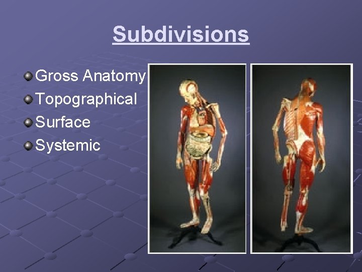 Subdivisions Gross Anatomy Topographical Surface Systemic 