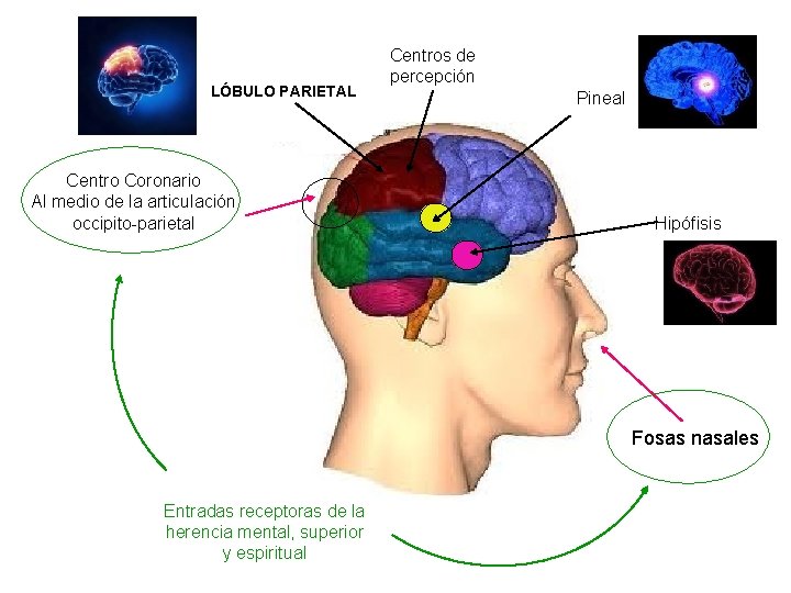 LÓBULO PARIETAL Centro Coronario Al medio de la articulación occipito-parietal Centros de percepción Pineal