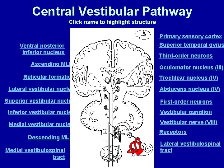 Central Vestibular Pathway Click name to highlight structure Primary sensory cortex Ventral posterior inferior