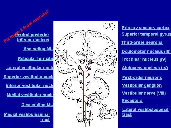 s on !! r eu n r e rd 0 2 se Ventral posterior