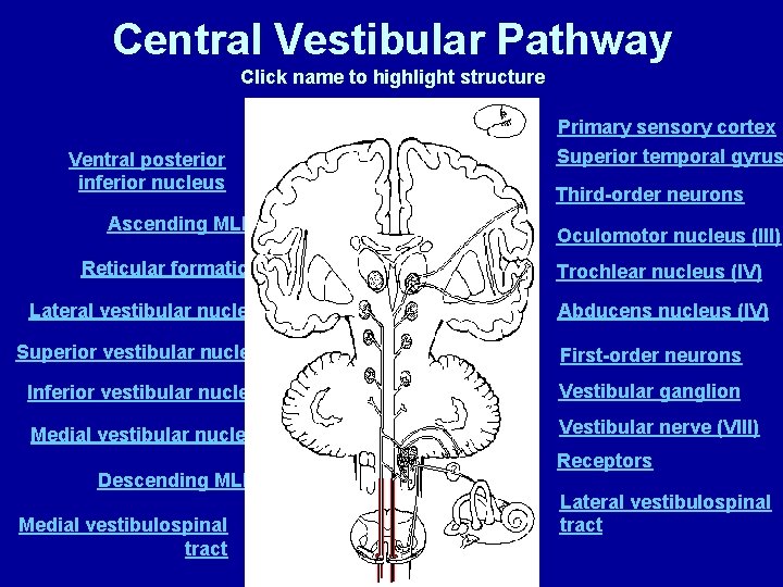 Central Vestibular Pathway Click name to highlight structure Primary sensory cortex Ventral posterior inferior