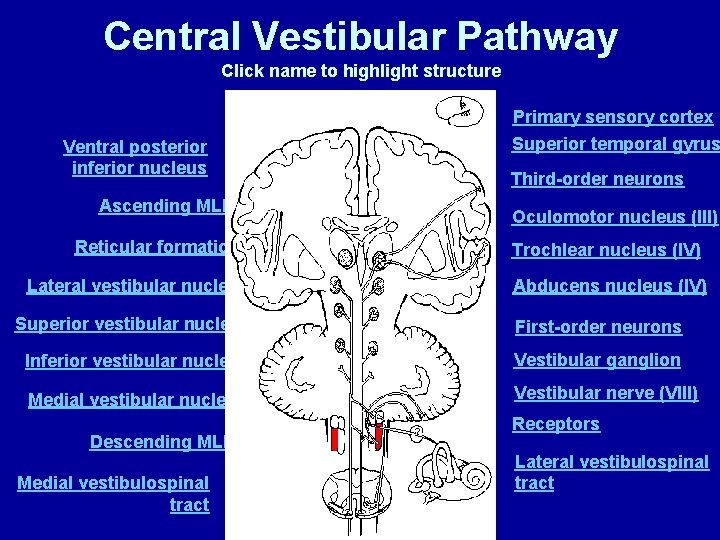 Central Vestibular Pathway Click name to highlight structure Primary sensory cortex Ventral posterior inferior
