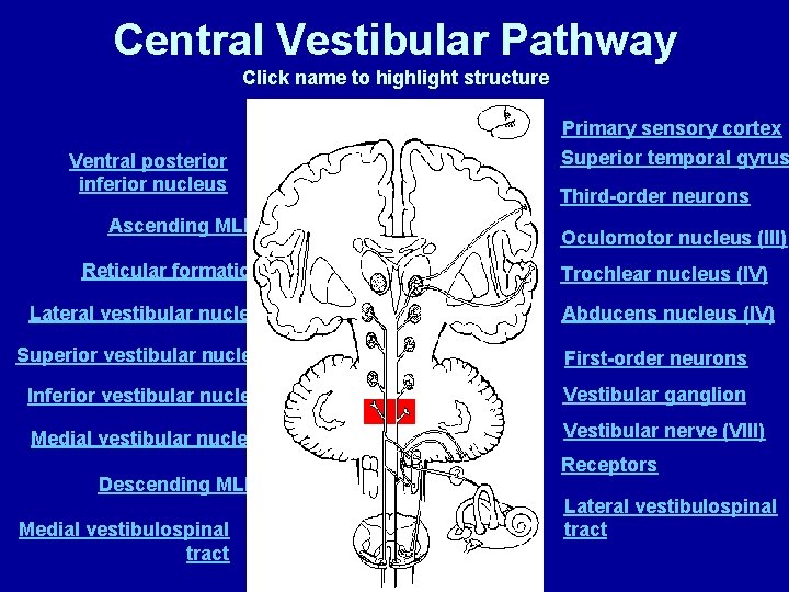Central Vestibular Pathway Click name to highlight structure Primary sensory cortex Ventral posterior inferior