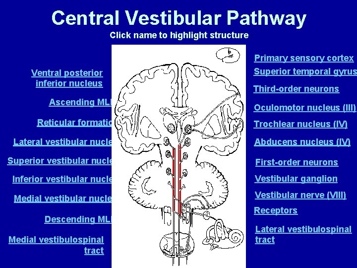 Central Vestibular Pathway Click name to highlight structure Primary sensory cortex Ventral posterior inferior